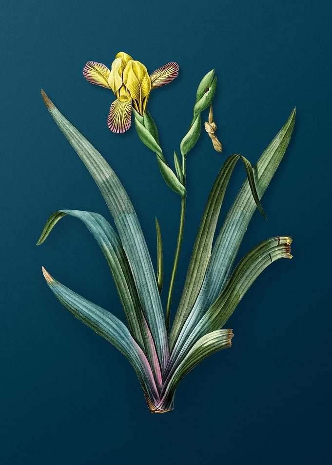 Vintage Hungarian Iris