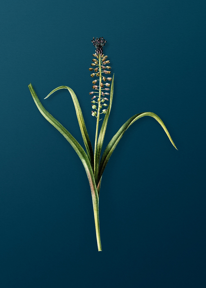 Grape Hyacinth
