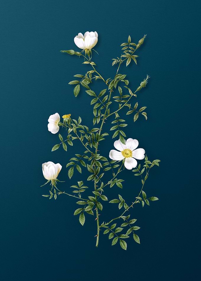 Blooming Hedge Rose