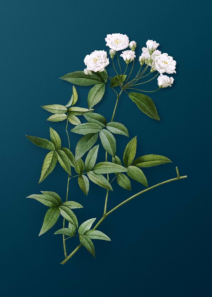 Lady Banks Rose