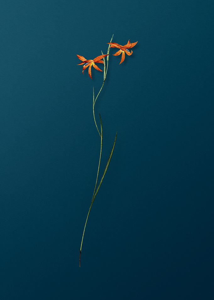 Gladiolus Watsonius