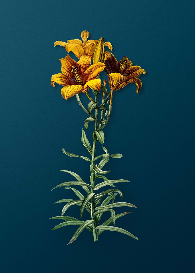 Antique Fire Lily