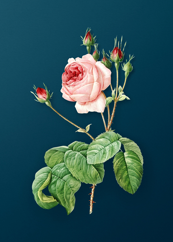 Blooming Cabbage Rose