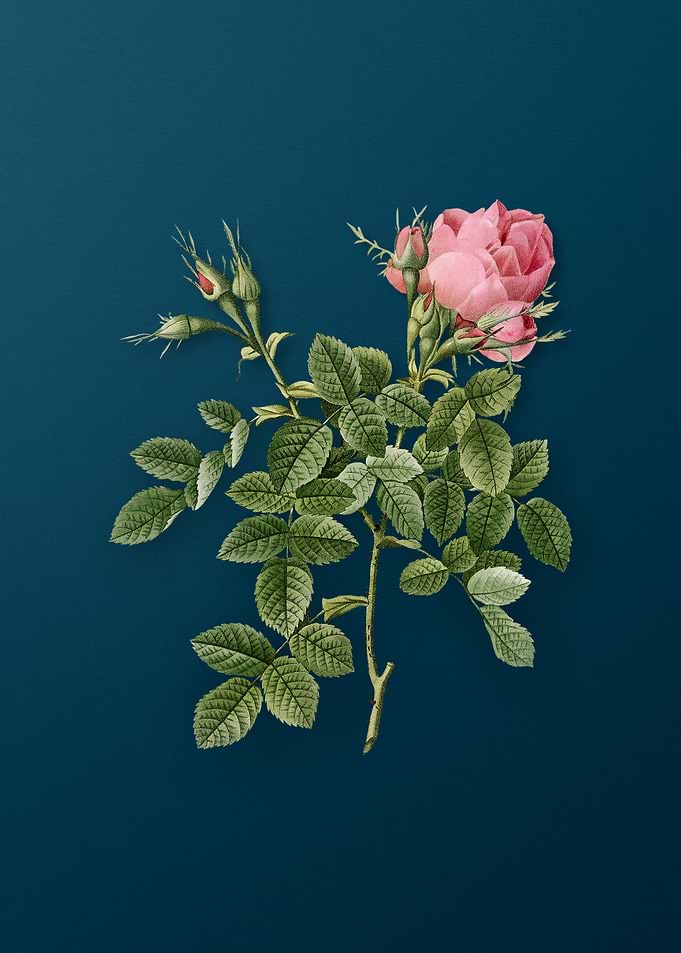 Vintage Dwarf Damask Rose