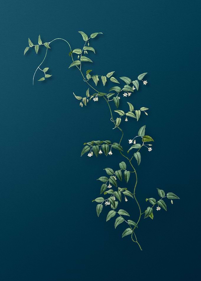Bridal Creeper