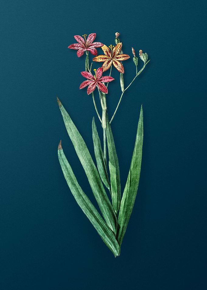 Blackberry Lily on Teal