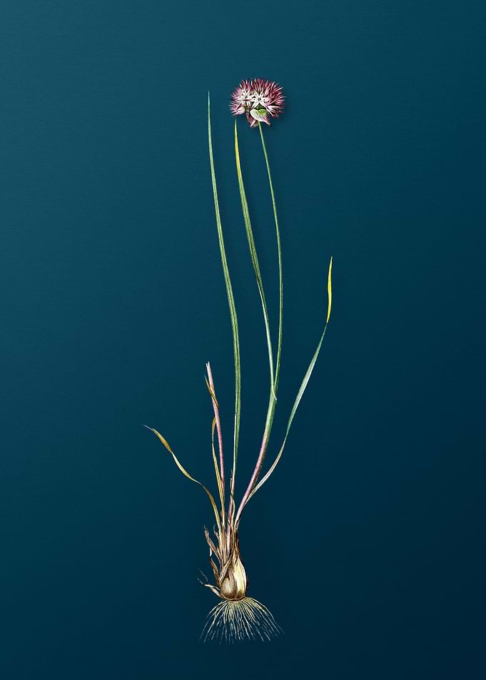 Allium Foliosum on Teal