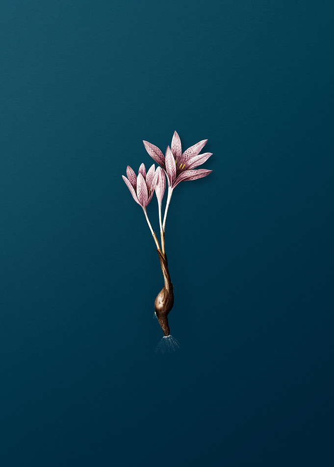 Autumn Crocus on Teal
