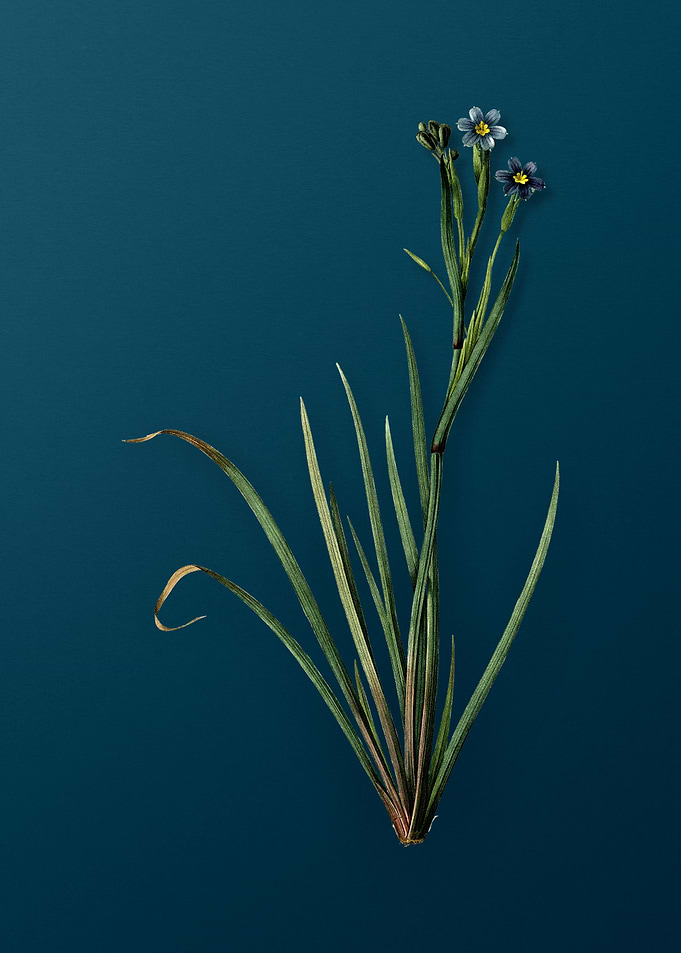 Bermudiana on Deep Teal