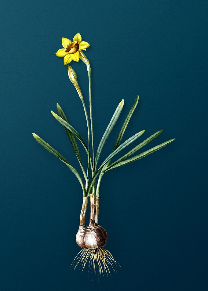Narcissus Gouani