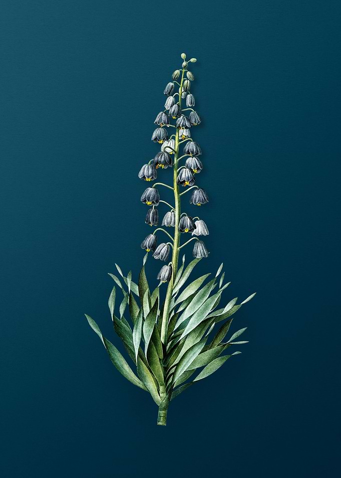 Antique Persian Lily