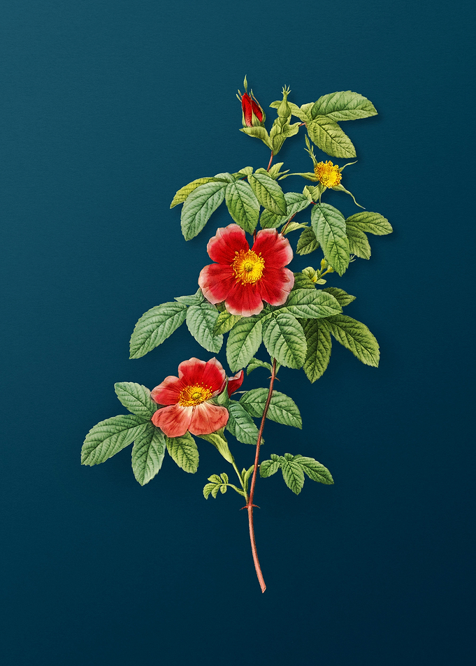 Blooming Single May Rose