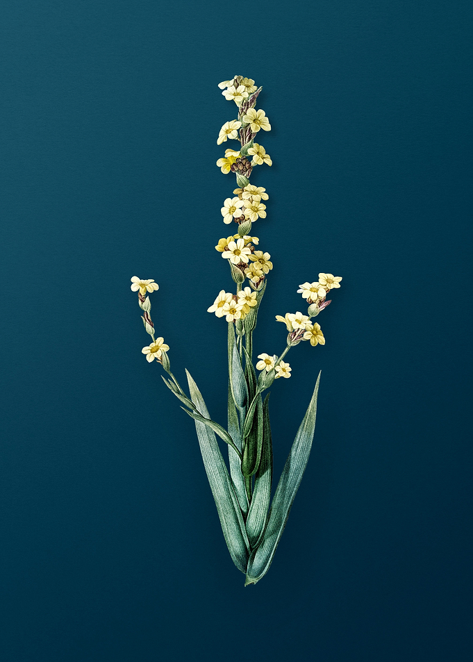 Pale Yellow Eyed Grass
