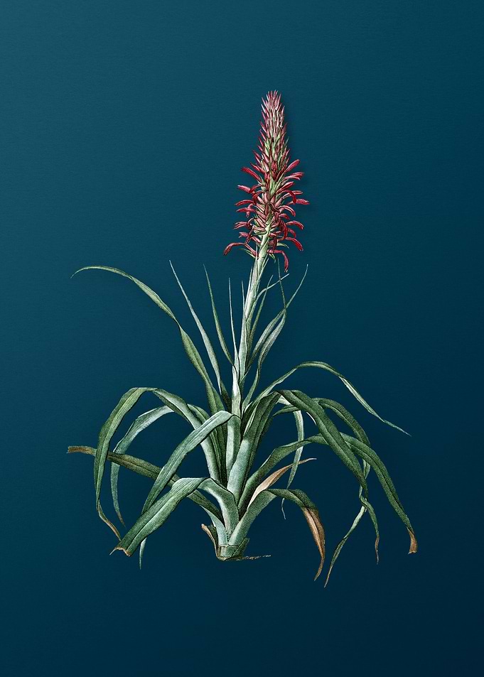 Antique Pina Cortadora