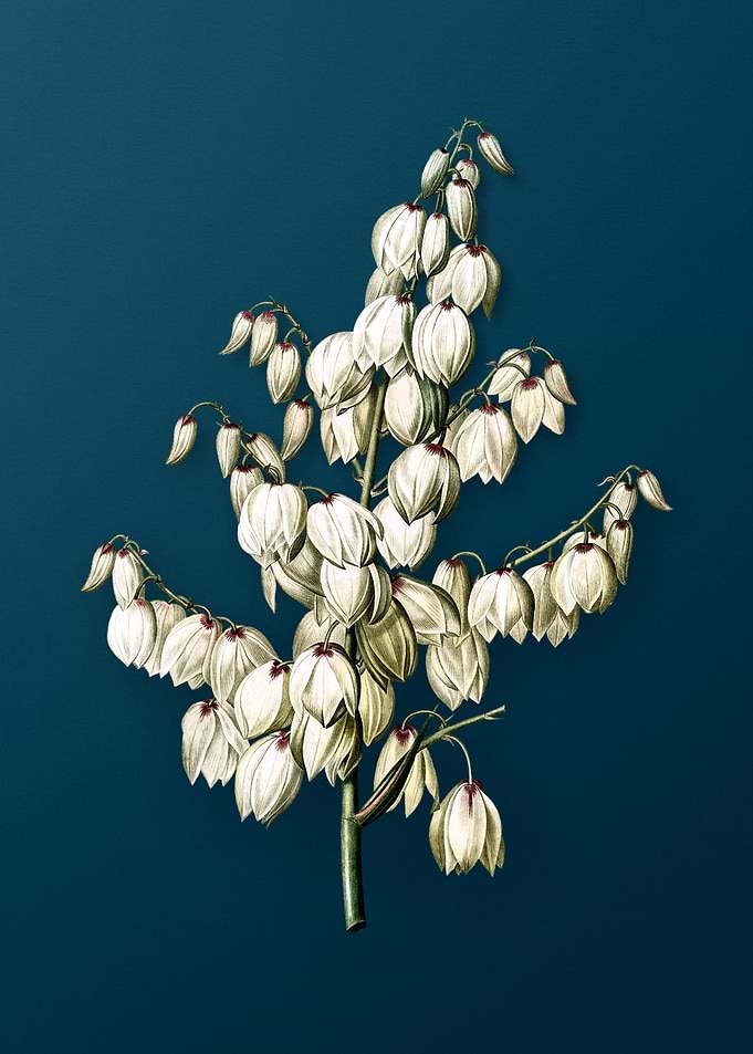 Aloe Yucca on Dark Teal