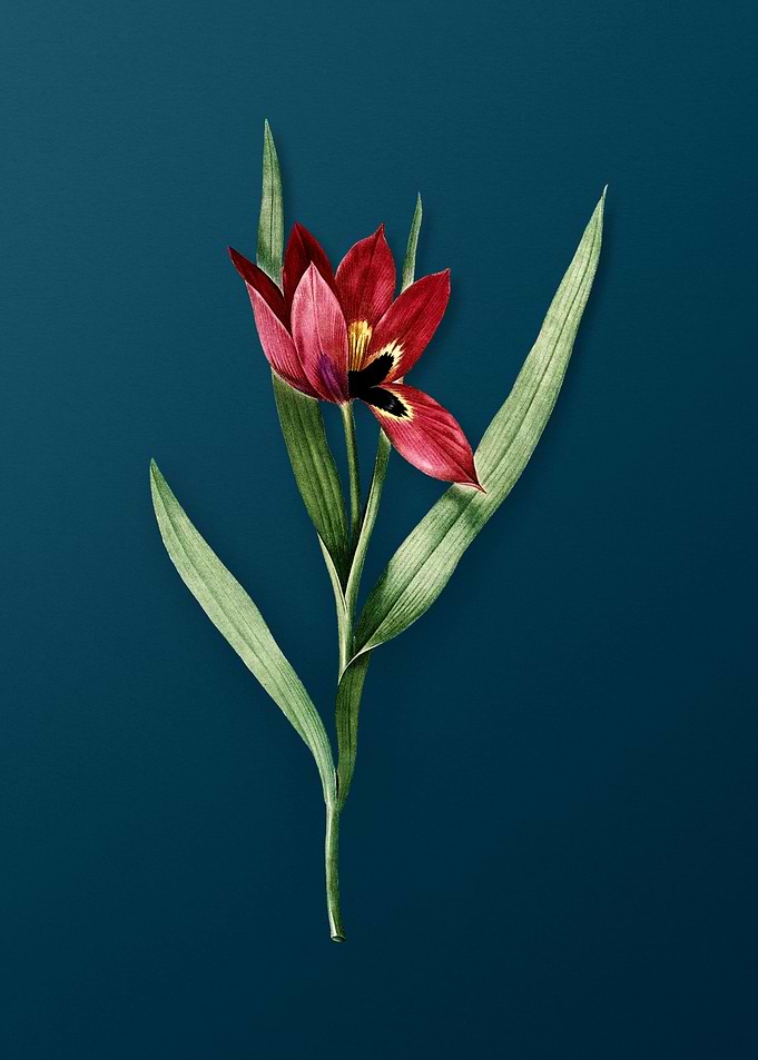 Tulipa Oculus Colis