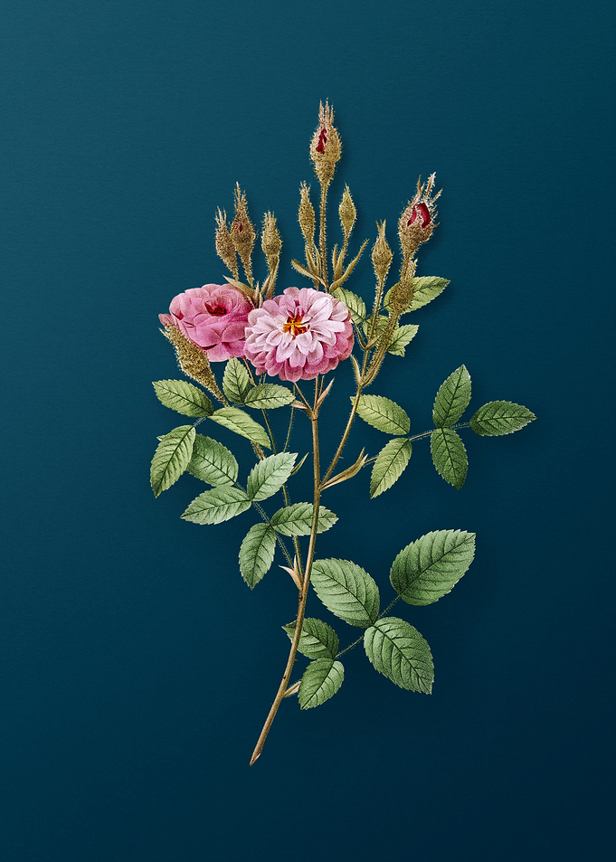 Mossy Pompon Rose