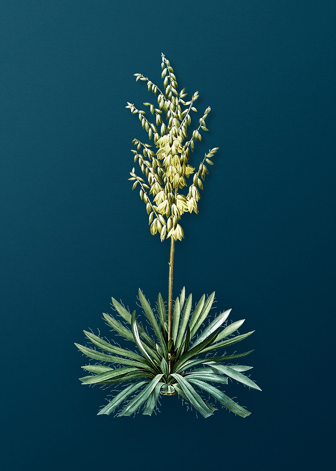 Adams Needle on Teal