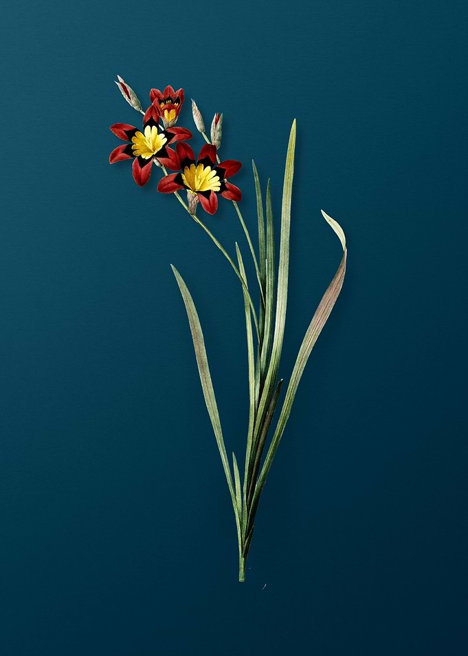 Classic Ixia Tricolor