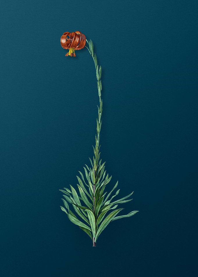 Scarlet Martagon Lily