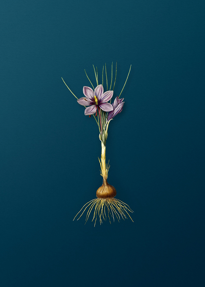 Crocus Sativus Flowers