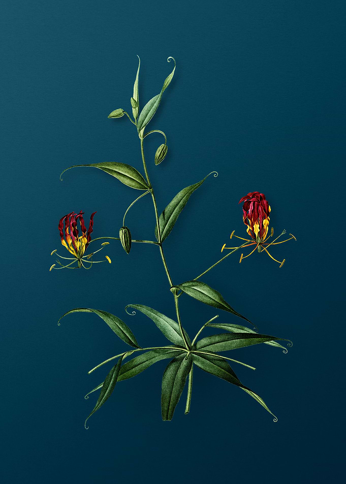 Antique Flame Lily