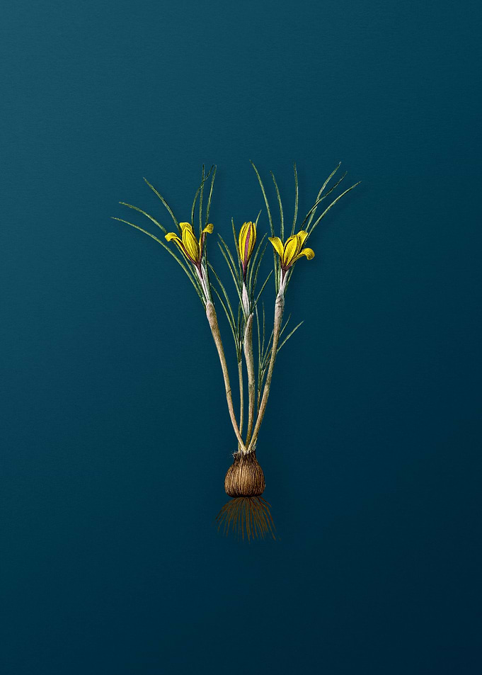 Cloth of Gold Crocus