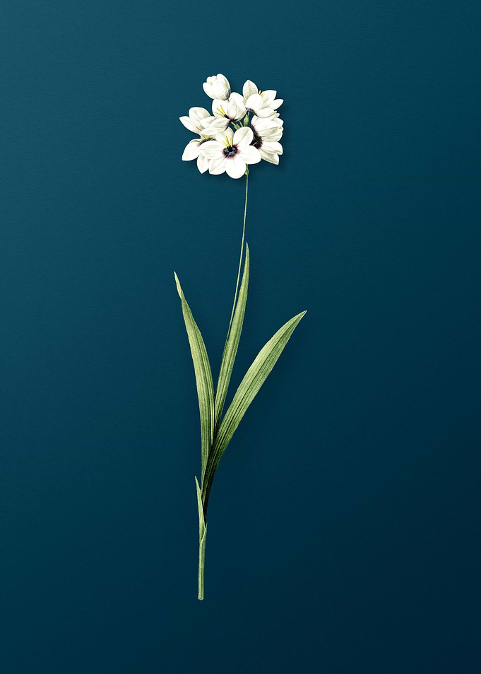 Ixia Maculata