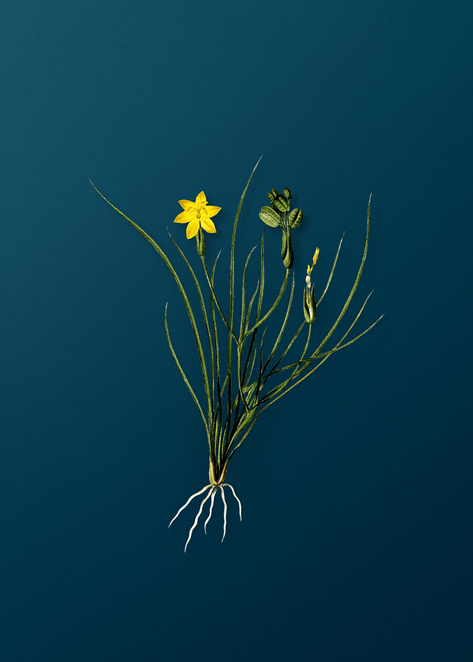 Golden Blue eyed Grass