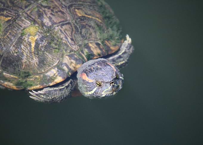 Turtle