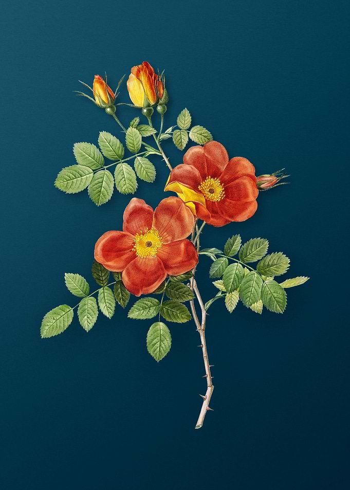 Austrian Briar Rose