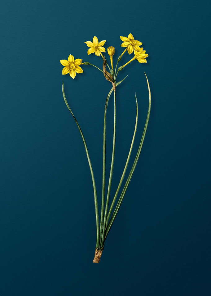 Rush Daffodil