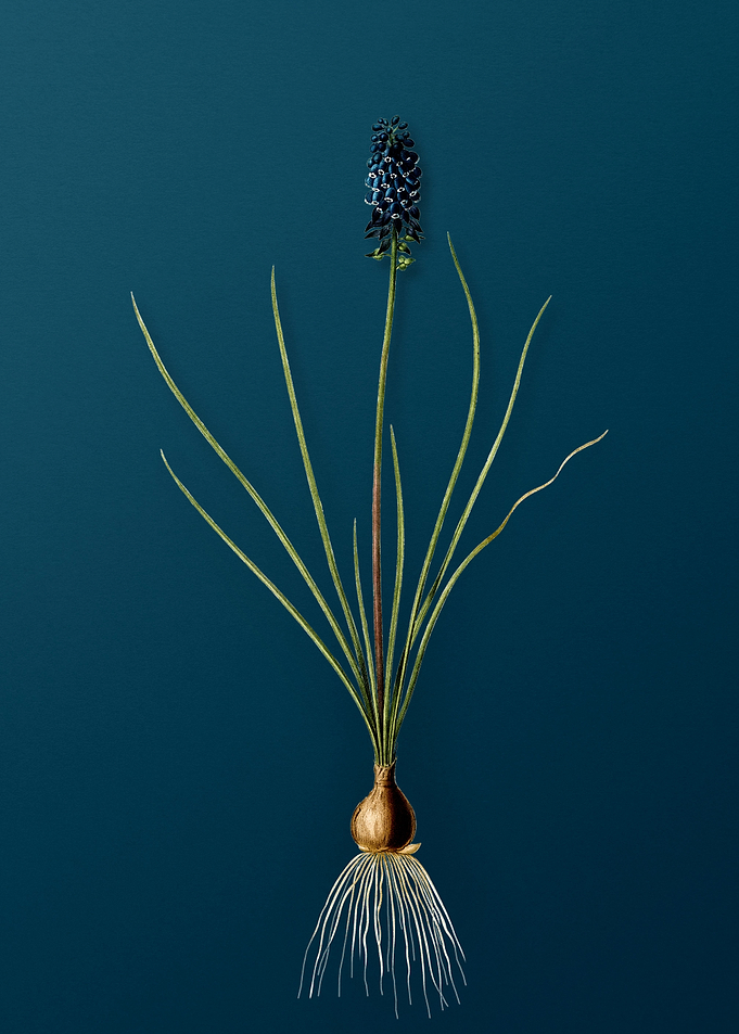 Grape Hyacinth