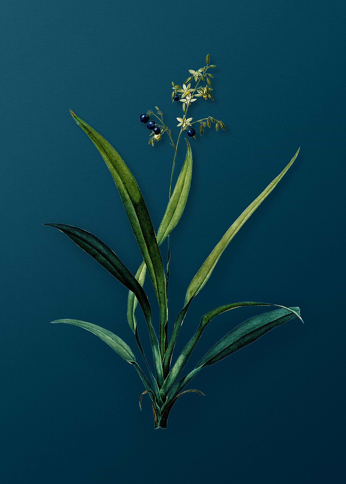 Antique Flax Lilies