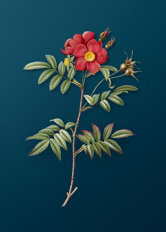 Rosa Redutea Glauca
