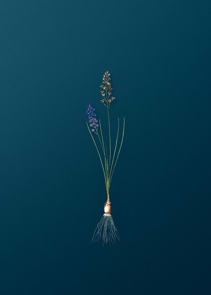 Autumn Squill on teal
