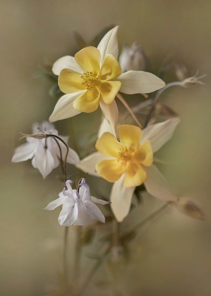 Blooming columbines