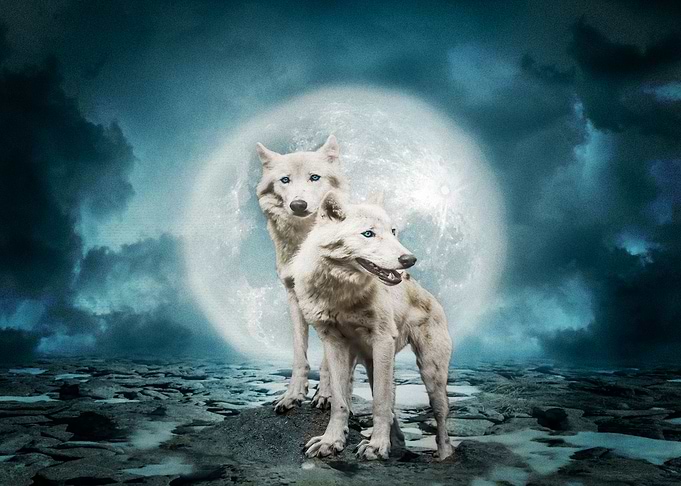 Animal Wolf Artistic Moon