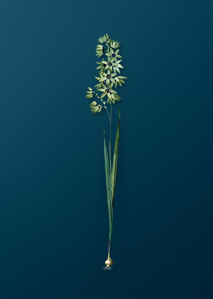 Turquoise Ixia