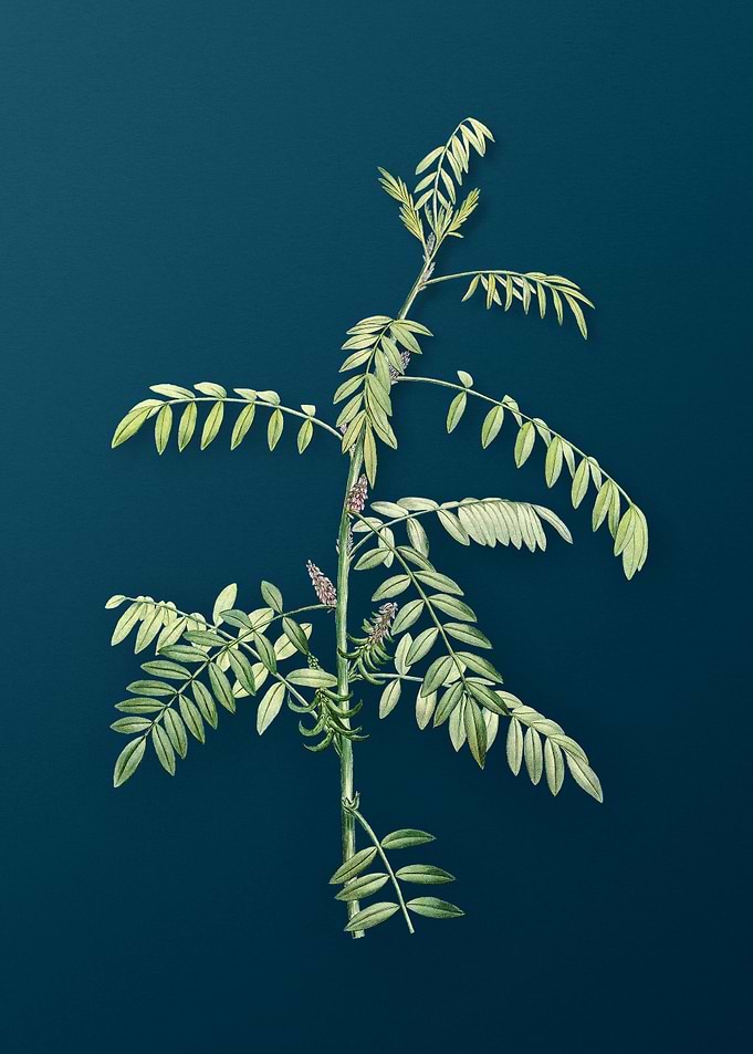 Flowering Indigo Plant