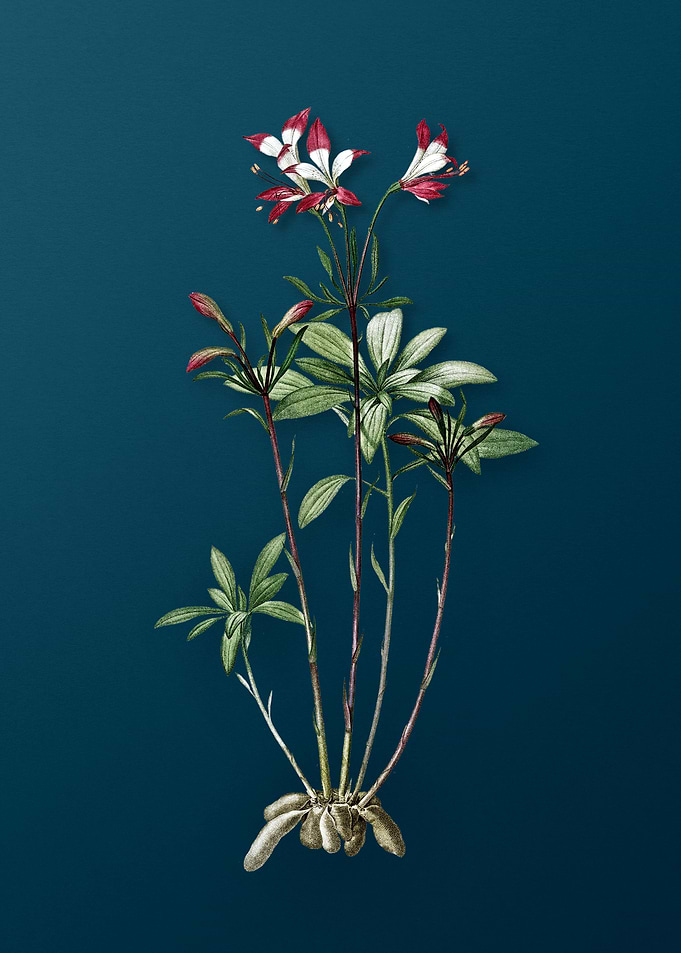 Lily of the Incas