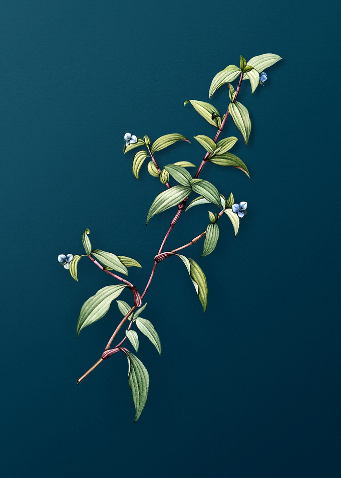 Birdbill Dayflower on Teal