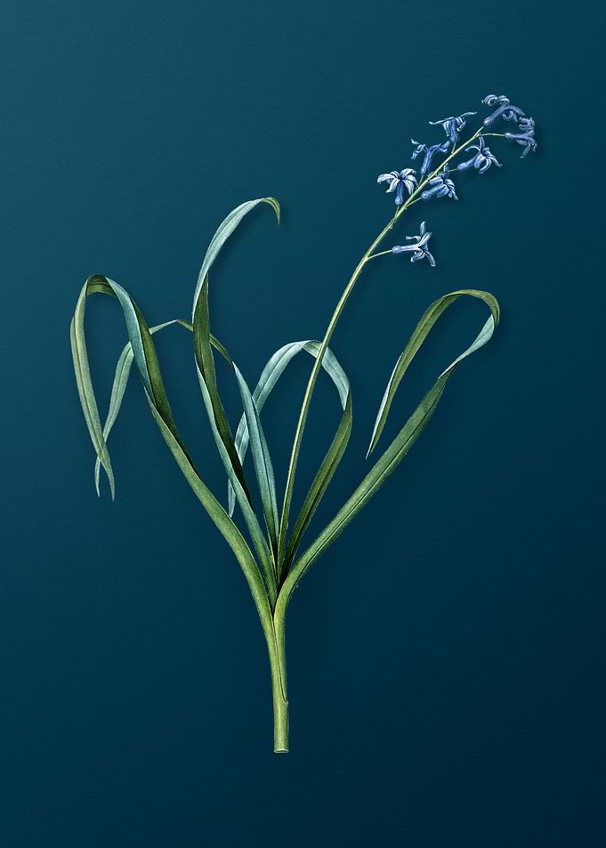 Vintage Dutch Hyacinth