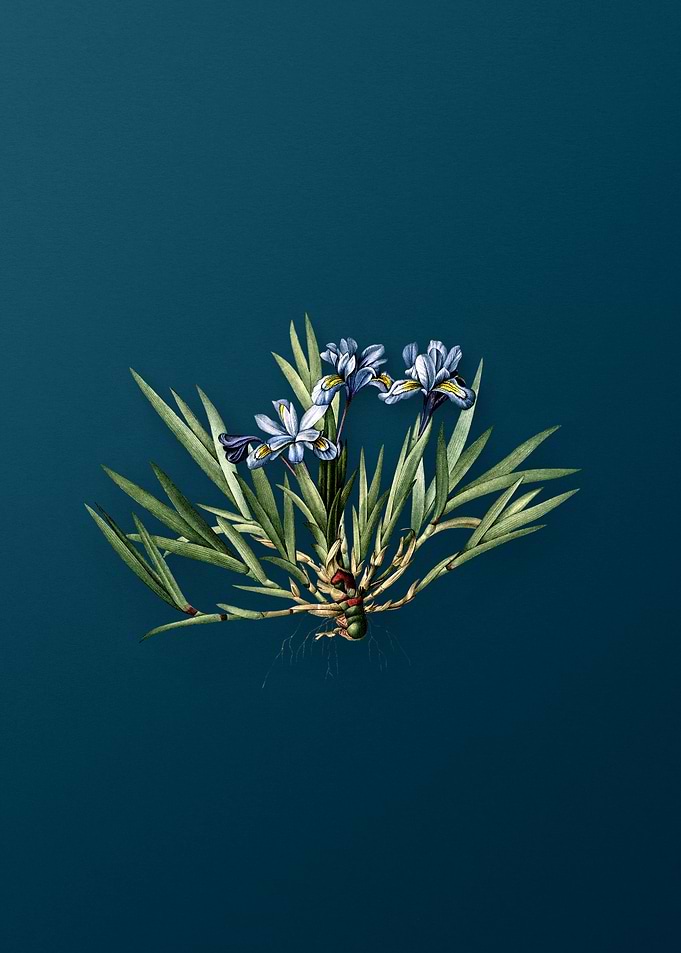 Vintage Dwarf Crested Iris