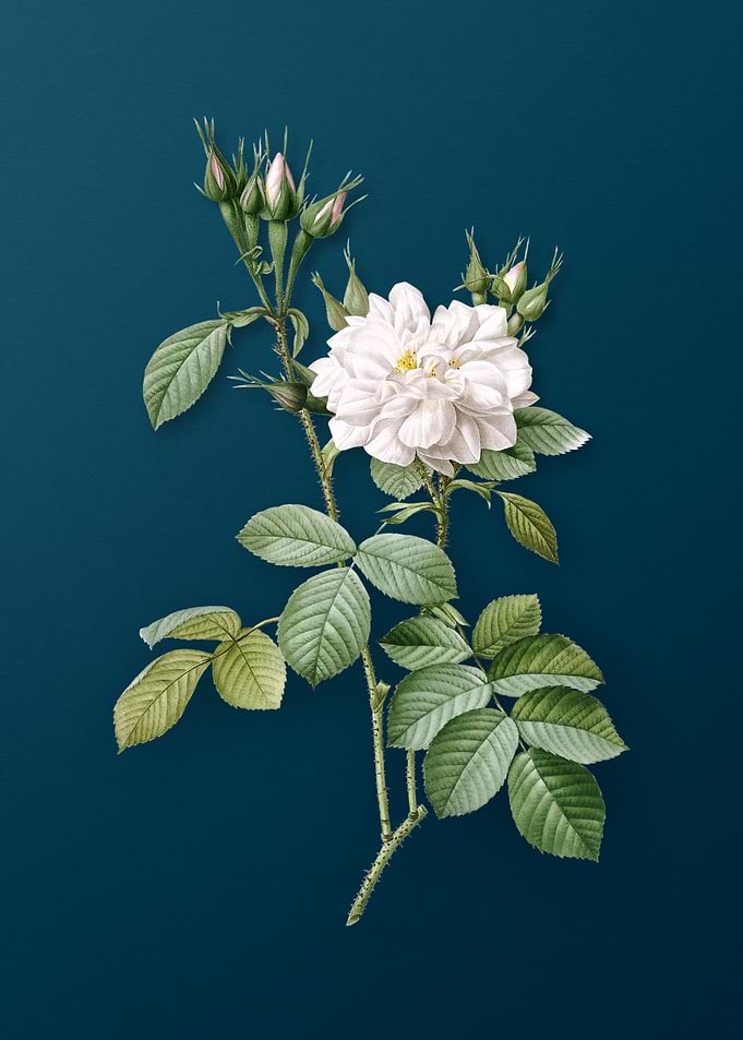 Autumn Damask Rose on Teal