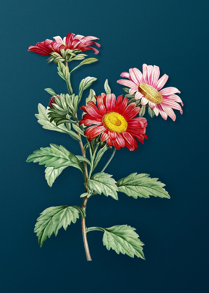 Blooming Red Aster Flowers