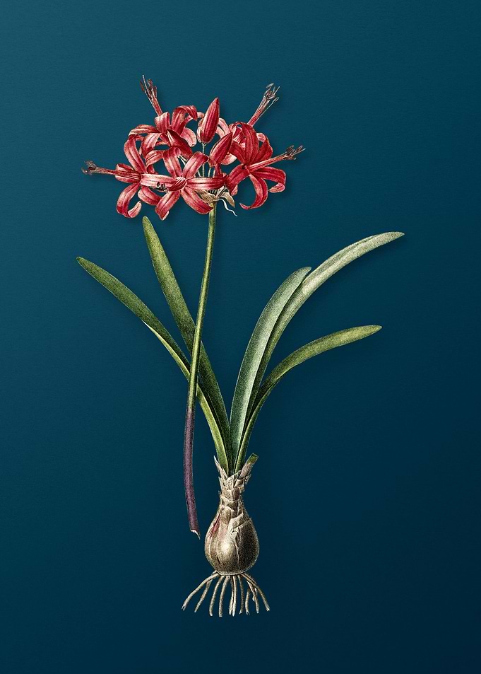 Guernsey Lily