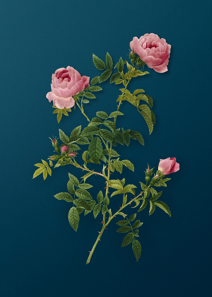 Rose of the Hedges