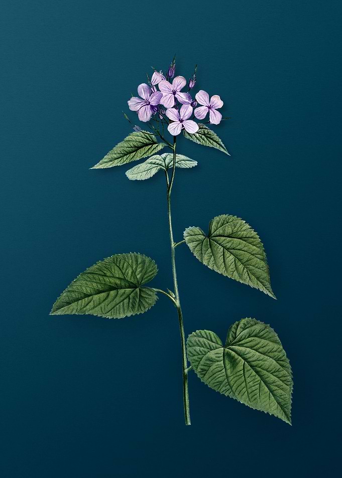 Morning Glory Flower