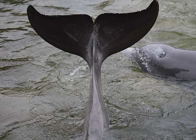 Dolphin Tail